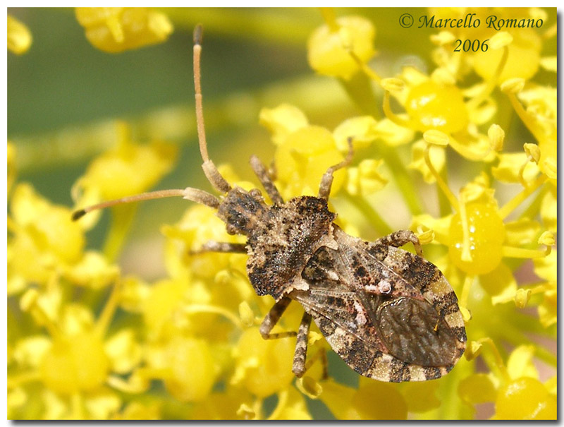 Un Eterottero fotografato stamattina: Centrocoris variegatus